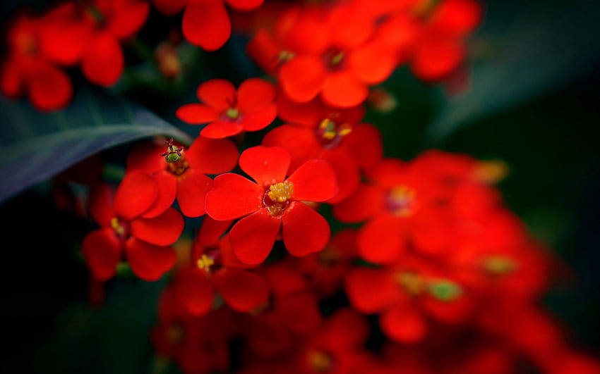ดอกไม้ พืช มาโคร วอลล์เปเปอร์ HD