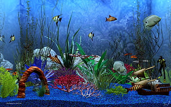Hình nền aquarium với những hình ảnh đầy sắc màu, sống động của những sinh vật biển sẽ làm cho màn hình của bạn trở nên sống động hơn bao giờ hết. Bạn sẽ được ngắm nhìn những hình ảnh đẹp và kỳ diệu, giúp bạn thư giãn và tạo cảm giác yên bình. Hãy click vào hình ảnh để tận hưởng tiếng nước chảy và cảm giác đưa mình vào một thế giới khác.