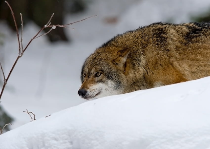 Zwierzęta, śnieg, drapieżnik, wilk, polowanie, polowanie Tapeta HD