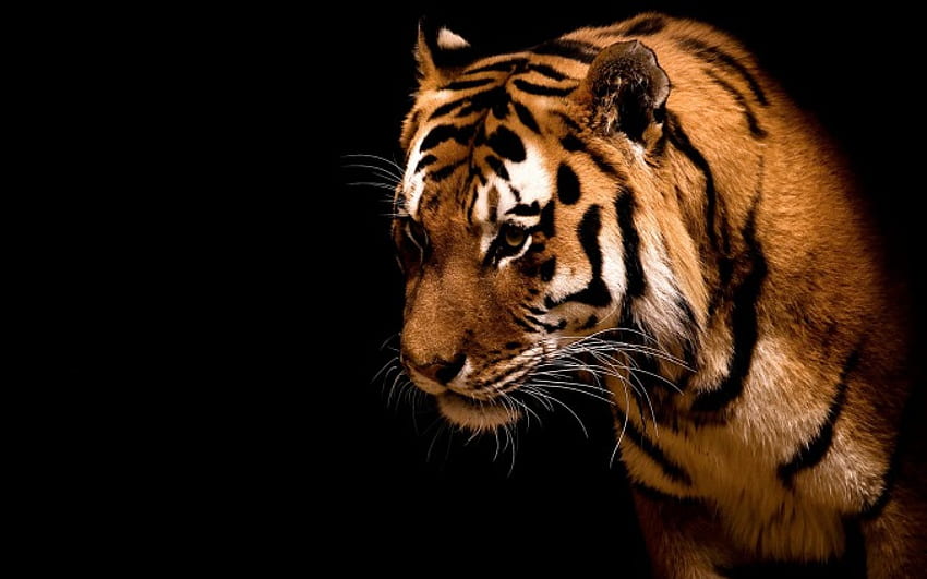 dzikie piękno, zwierzę, piękny, dziki, tygrys Tapeta HD