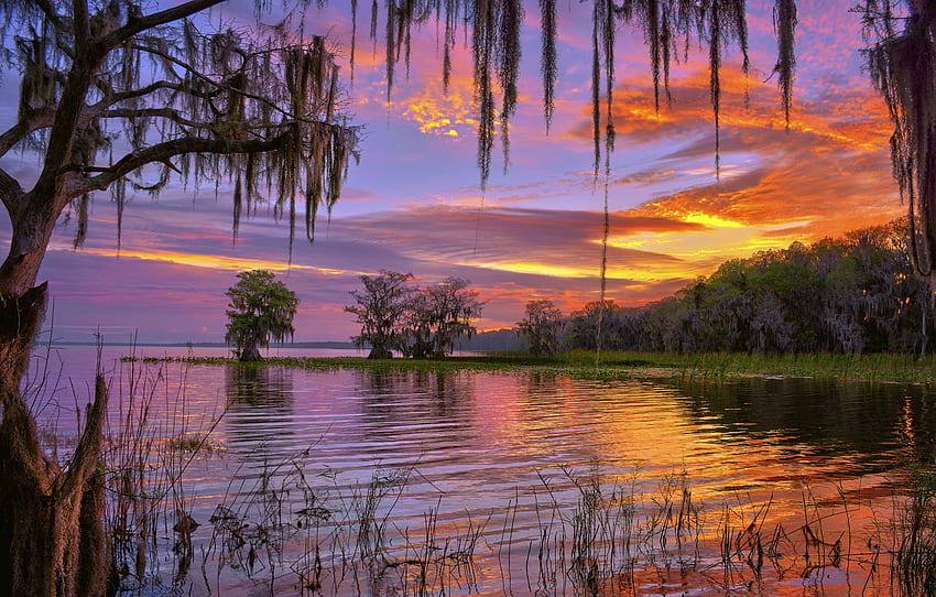 árboles, lago, amanecer, mañana, FL, Florida, Lake Iskapoga, Lake Istokpoga, Lake Placid, Lake Placid para , sección пейзажи - , Paisaje de Florida fondo de pantalla