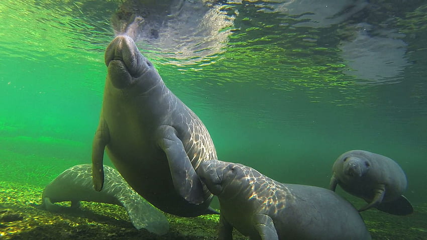 Group wants to stop tourists from touching manatees in Florida - Capital Gazette, Sea Manatee HD wallpaper