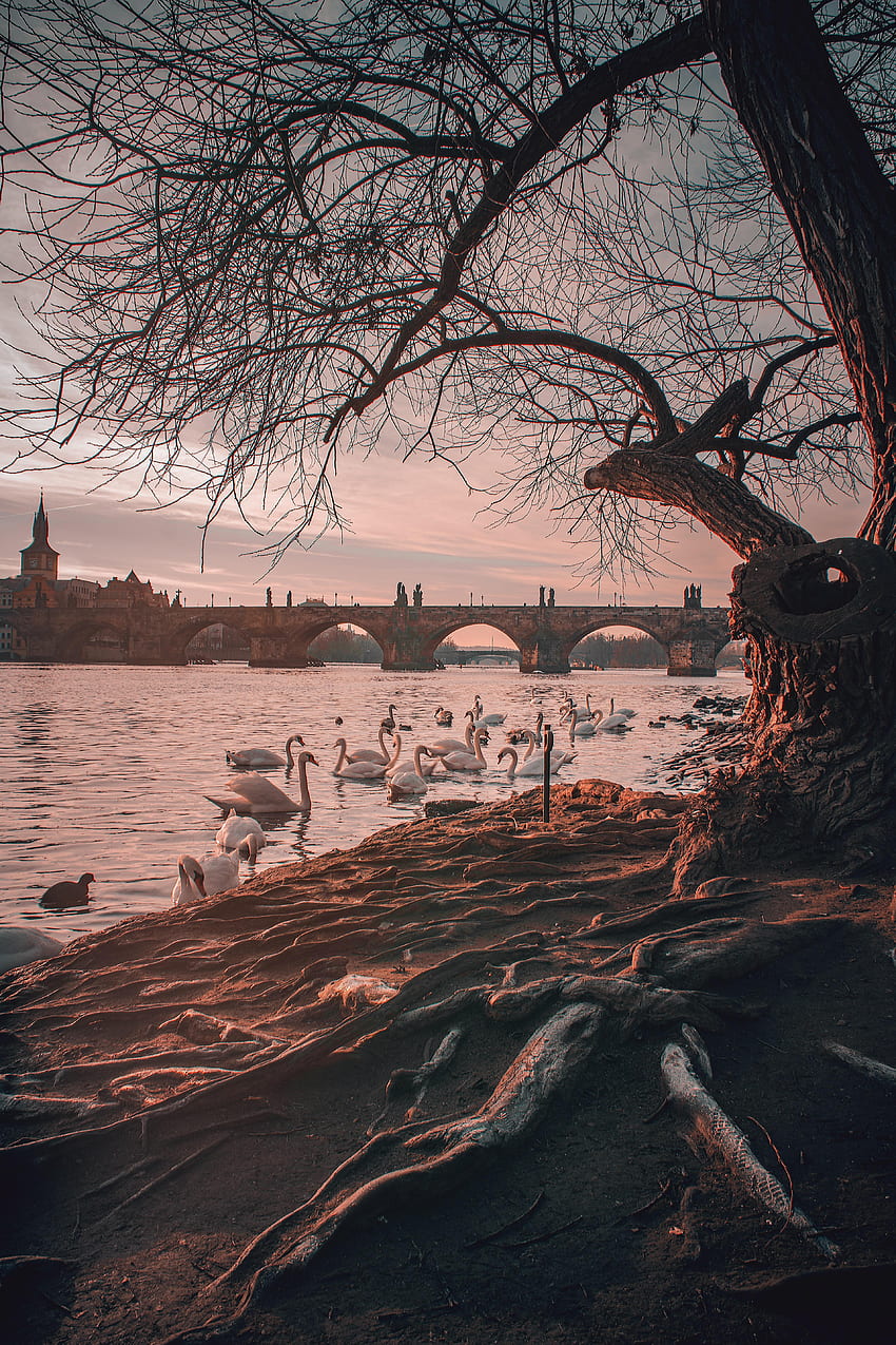 Nature, Rivers, Swans, Branches, Bridge HD phone wallpaper