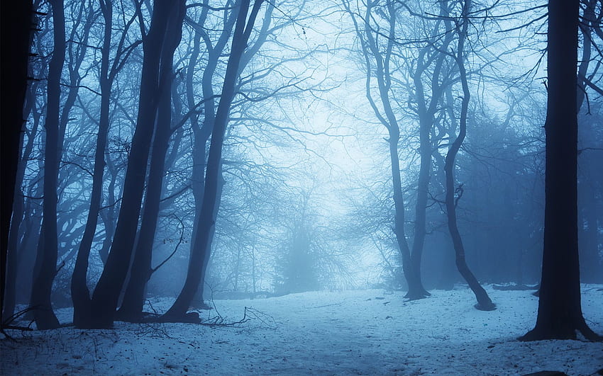 Crepúsculo da floresta de inverno, inverno gótico papel de parede HD