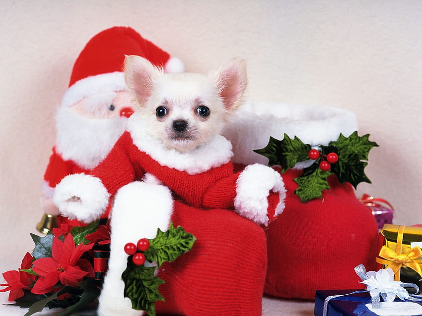 Cute Merry Christmas Cats And Dogs - Best Cars, Cute Animal Christmas HD wallpaper