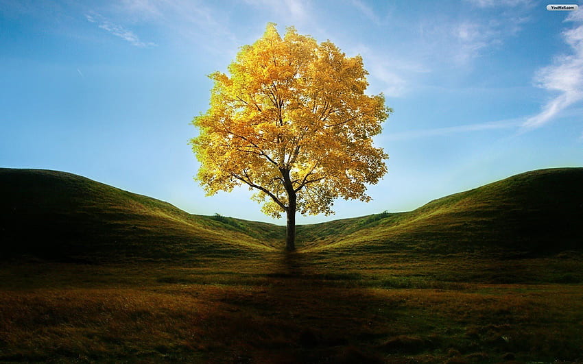 Árbol . Baum grafie, Naturgrafie, Hintergrundbilder, Árbol amarillo fondo de pantalla