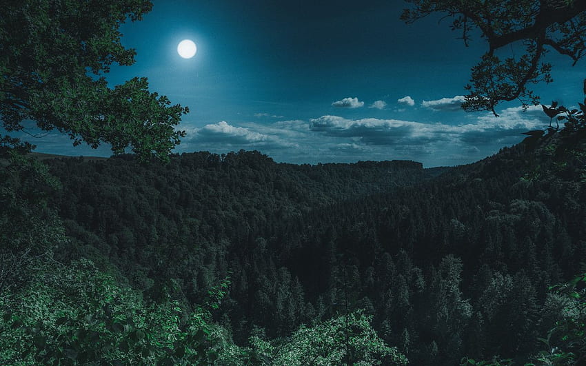 Light, Moon, Night, Harvest Moon, Nature HD wallpaper