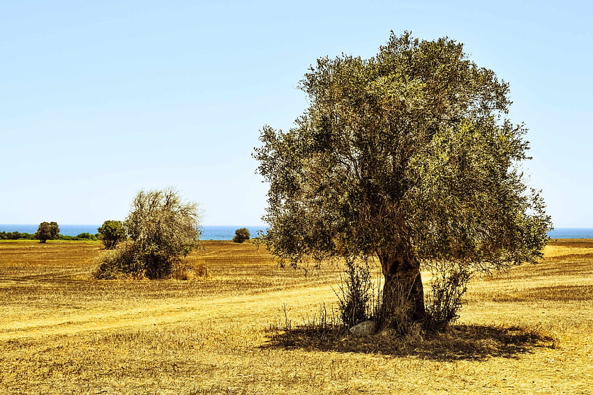 The most beautiful of olive trees HD wallpaper