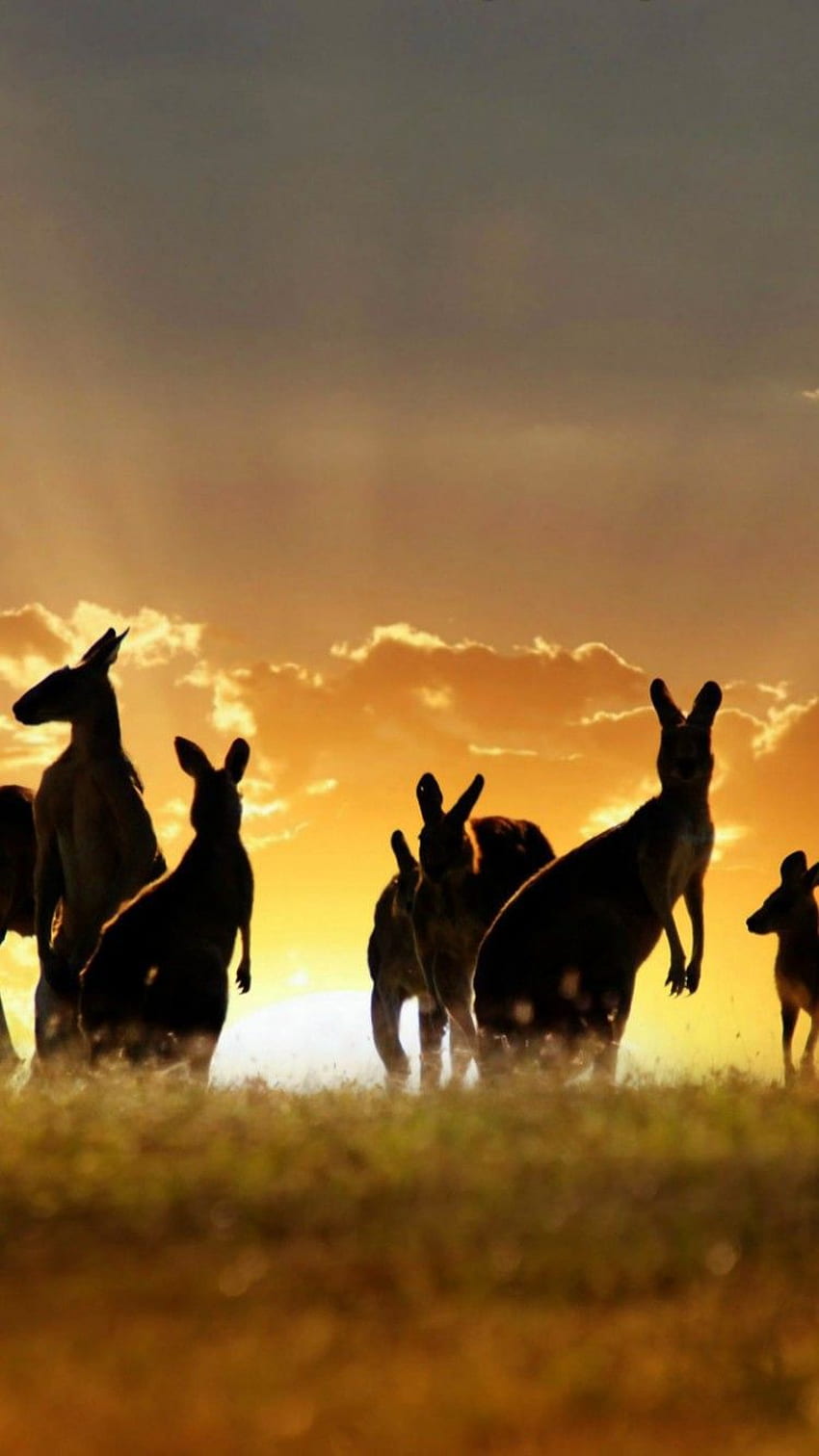 Kangaroo iPhone, Australia HD phone wallpaper