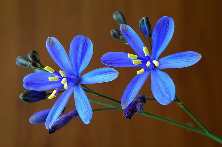 Blue Stars, blue, two, green, beautiful, flowers HD wallpaper