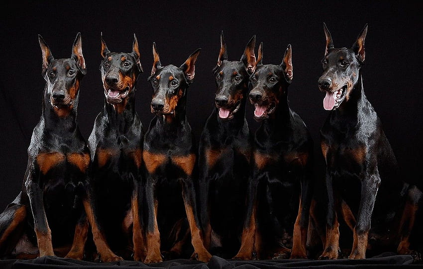 cuccioli, fratelli, Dobermann, sei pezzi per , sezione собаки, Dobermann Sfondo HD