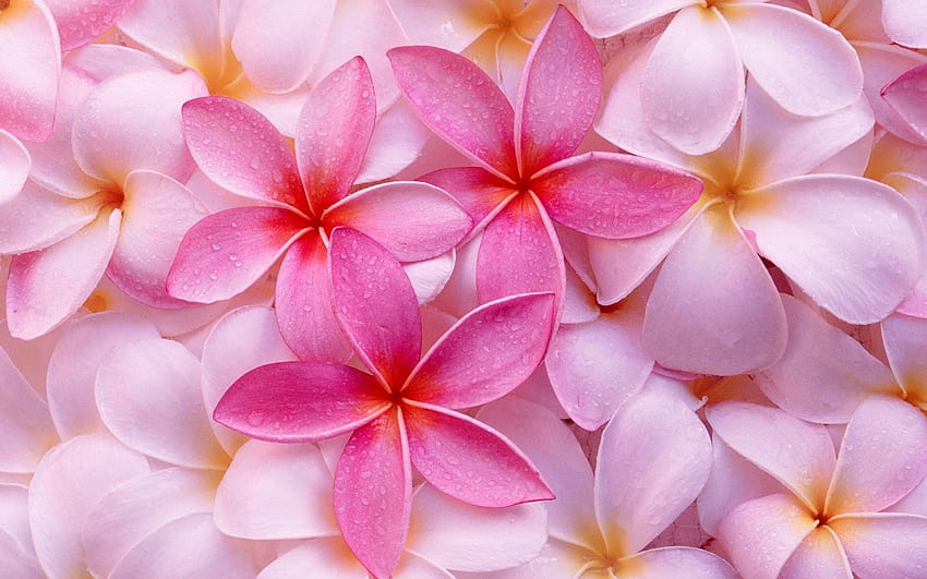 Tropical Flower, Pink Tropical Beach HD wallpaper
