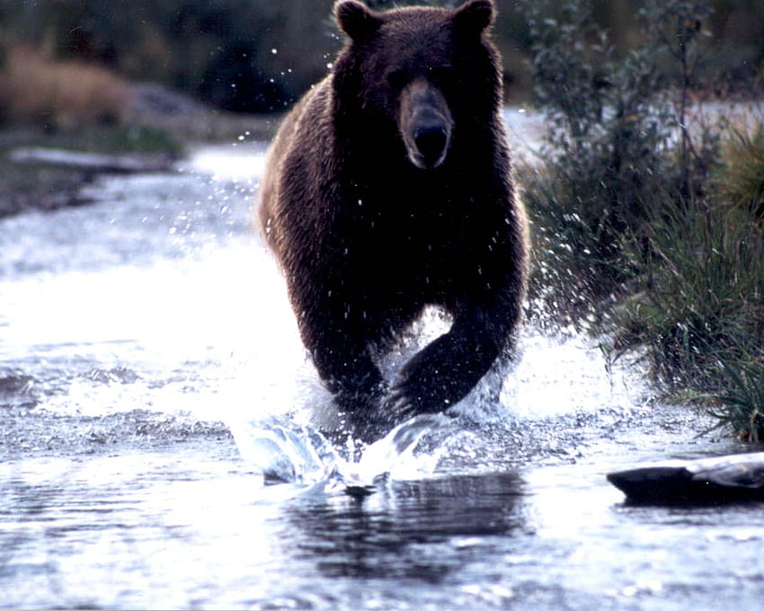 Ours noir, ours amérindien cool Fond d'écran HD
