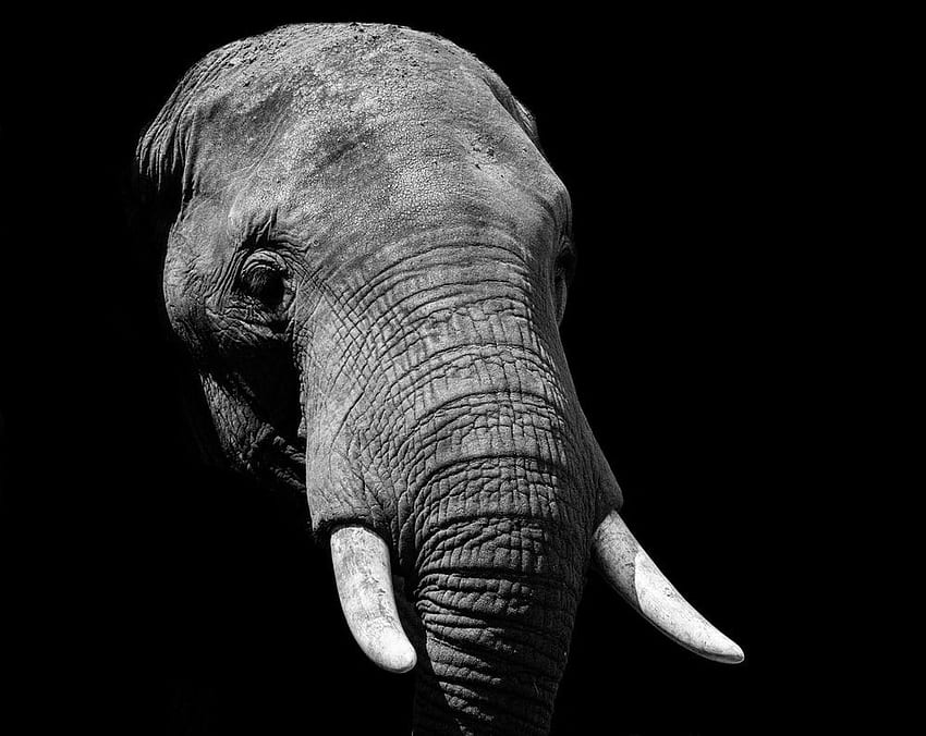 Themed. 7 best themed, eye, animal, and dark, Lucky Elephant HD wallpaper