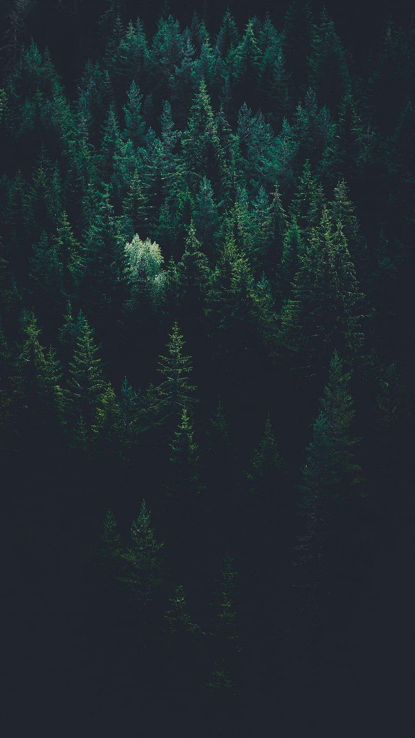 Nature, Trees, View From Above, Dark, Forest HD phone wallpaper