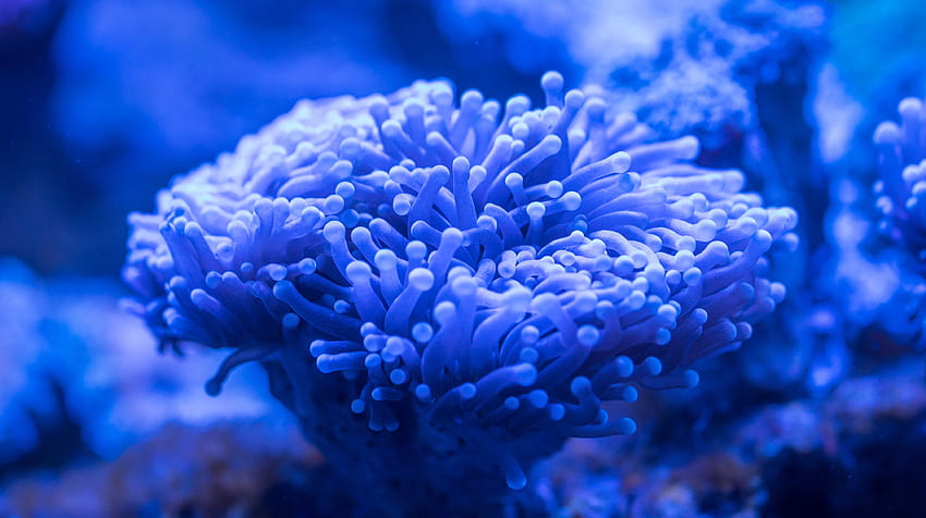Karang biru, tumbuhan, bawah air Wallpaper HD