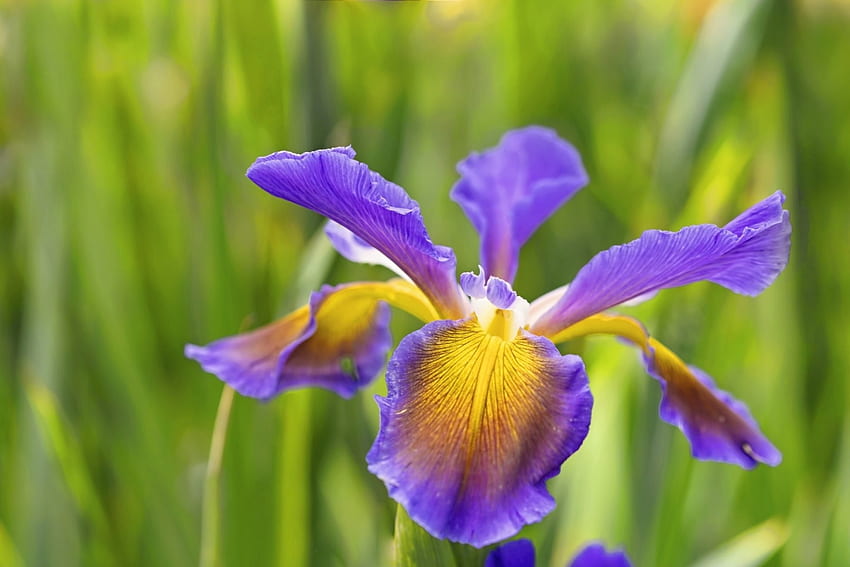 Bunga Musim Semi, biru, iris, kelopak, kuning, taman, bunga bakung, mekar Wallpaper HD