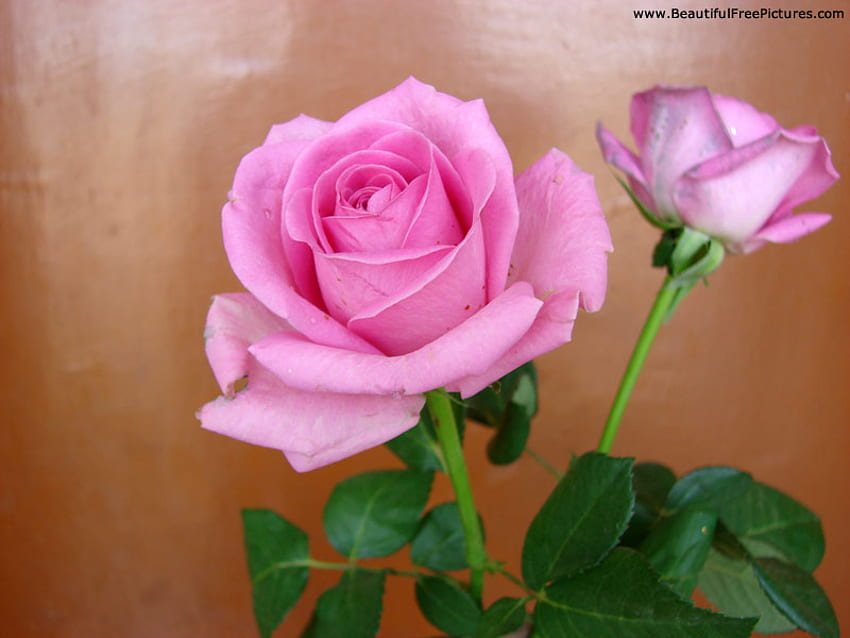 KEINDAHAN ALAM, pink, mawar, kecantikan, bunga Wallpaper HD