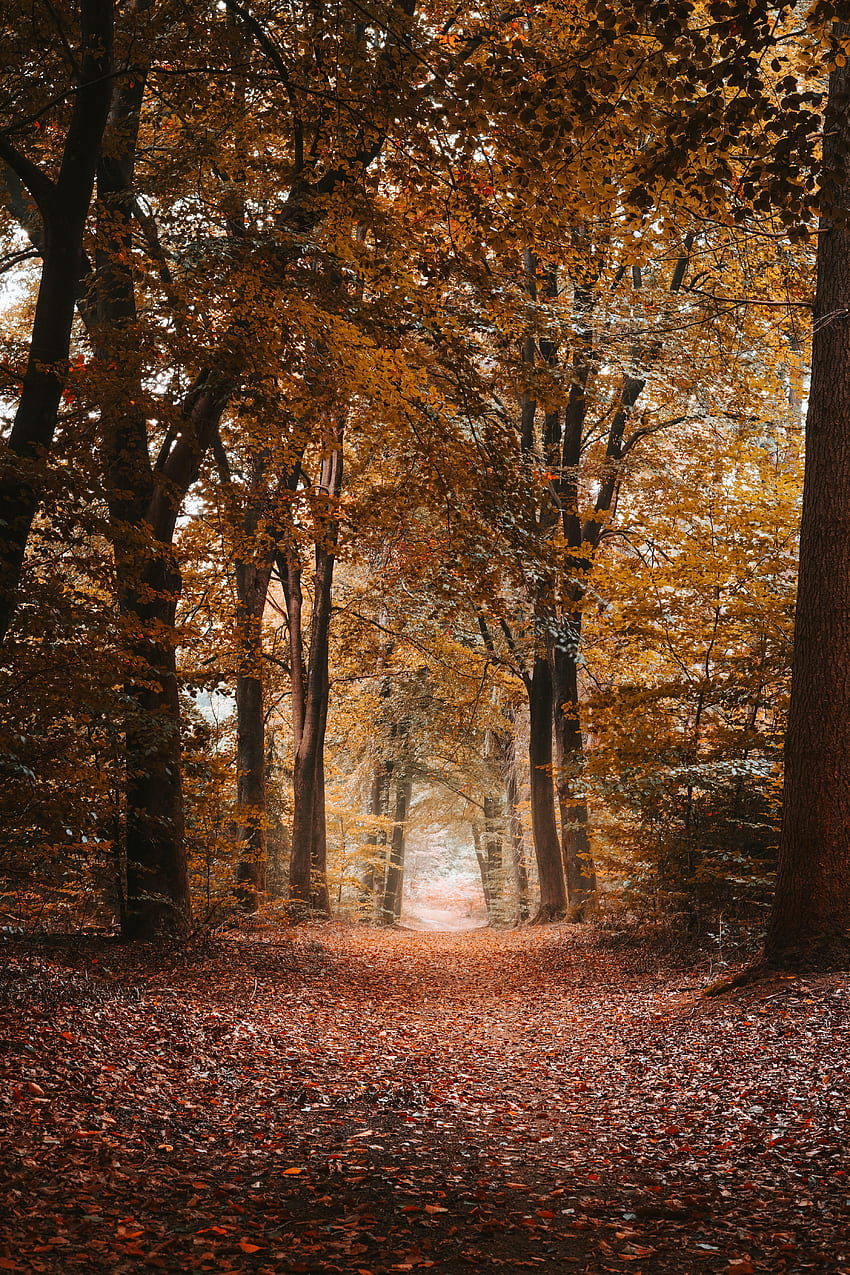 Natura, drzewa, jesień, aleja, ścieżka, liście, Dahl, odległość Tapeta na telefon HD