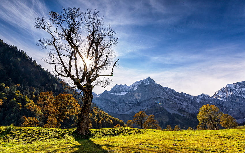 paysage de montagne, arbre, automne, montagnes, été, Alpes, Suisse Fond d'écran HD