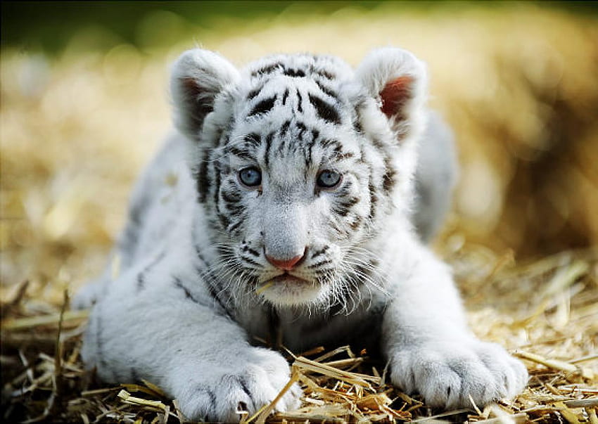 Baby White Tigers A six week old white tiger [] for your , Mobile & Tablet. Explore Baby White Tiger . Tiger , Cool Tiger, Cute Baby White Tigers HD wallpaper