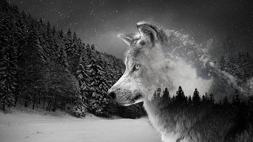 Cool Wolf Background, Christmas Wolves HD wallpaper