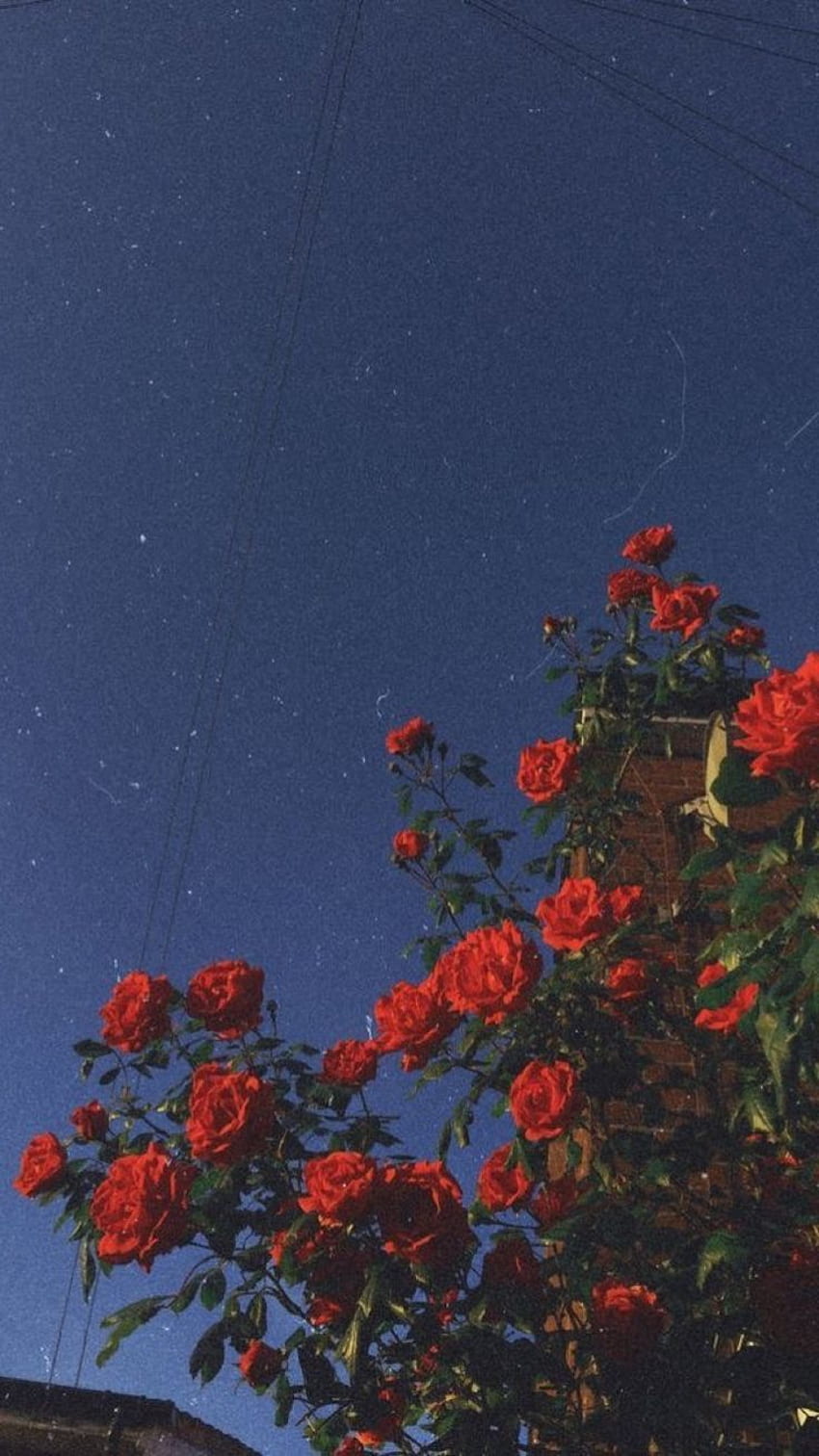 red roses HD phone wallpaper