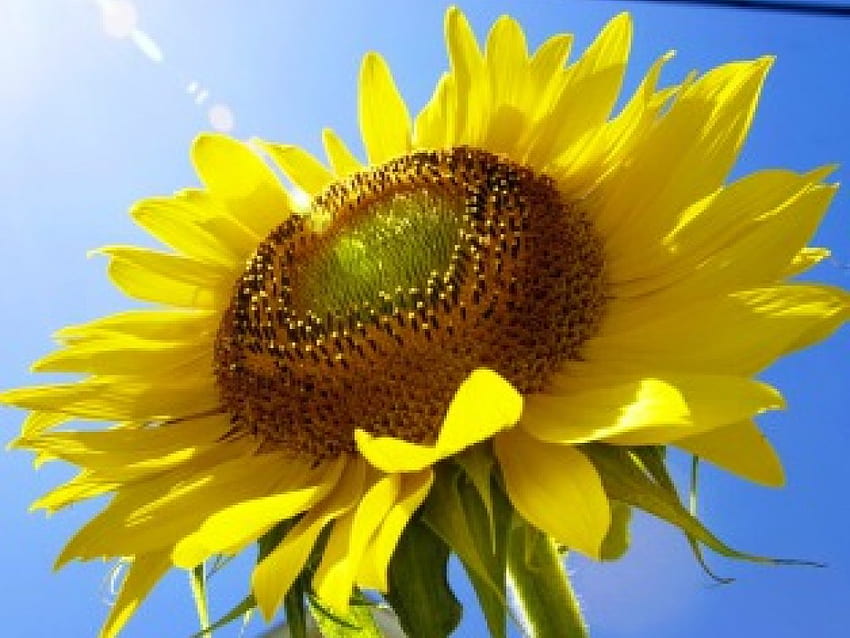 Kegembiraan bunga matahari untuk Annie, sinar matahari, coklat, kuning, bunga, bunga matahari Wallpaper HD