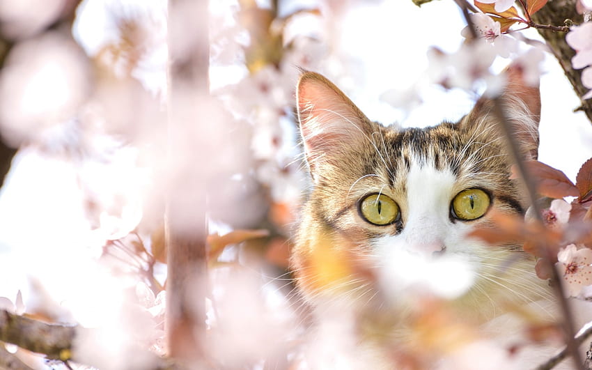 I see you!, pisica, animal, cat, flowers, spring, eye, tree HD wallpaper
