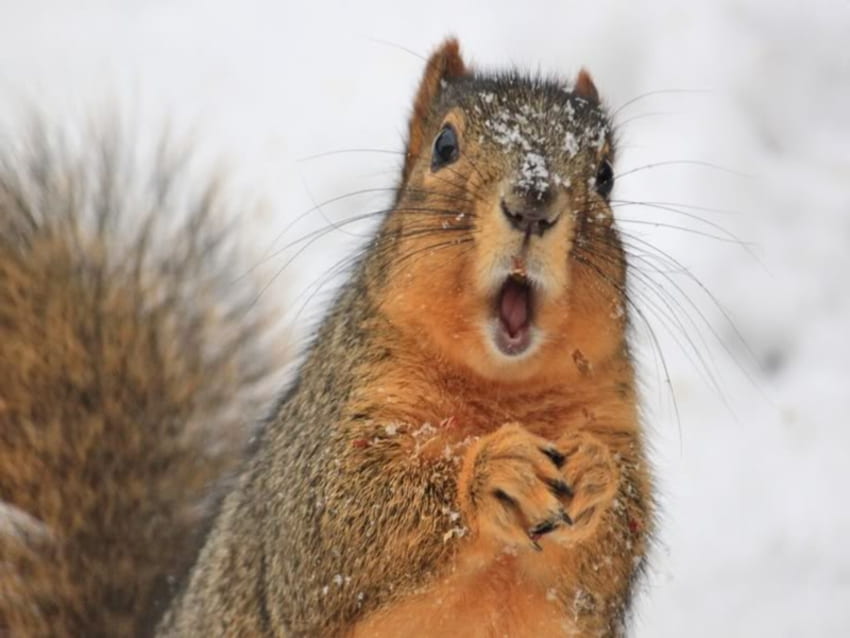 Ohhhhhhhhhh!!!!!!!!!!!, 겨울, 동물, 모피, 일, 눈, 자연, 다람쥐 HD 월페이퍼