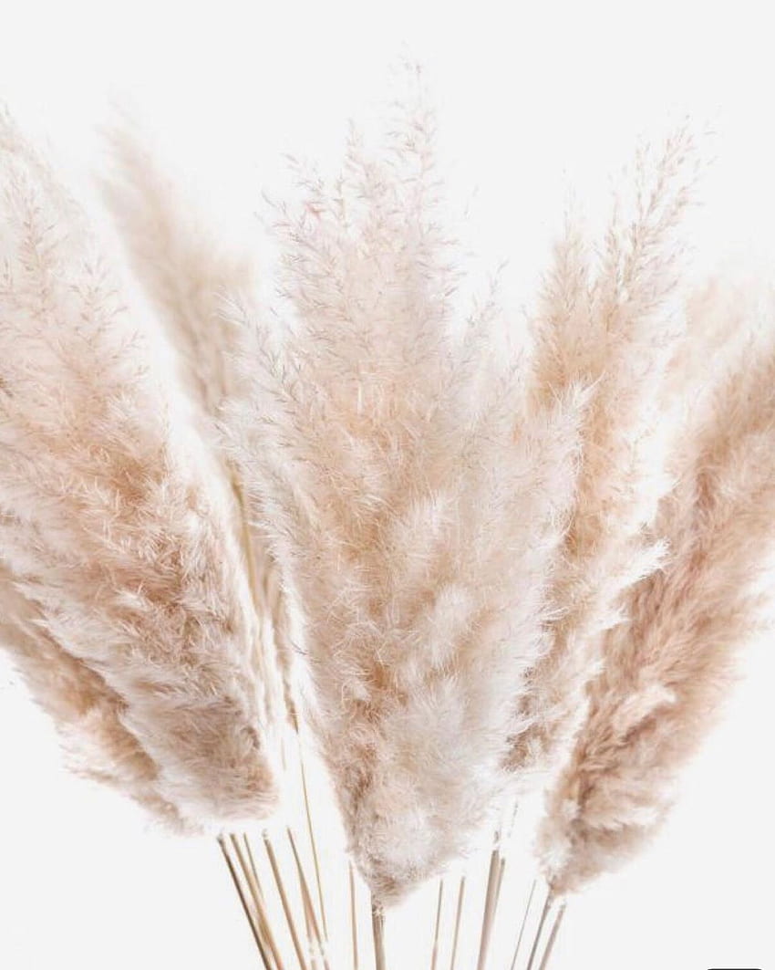 Jewelry + Accessories on Instagram: “.Peace + Light. - For the remainder of this year may you cultivate inner harmony. Beige , Pampas grass, Dried nature HD phone wallpaper