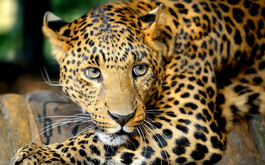 Animali, Leopardo, Muso, Predatore Sfondo HD