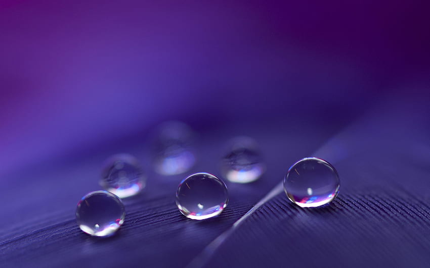 Gouttes d'eau macro sur plume violette, plumes violettes Fond d'écran HD