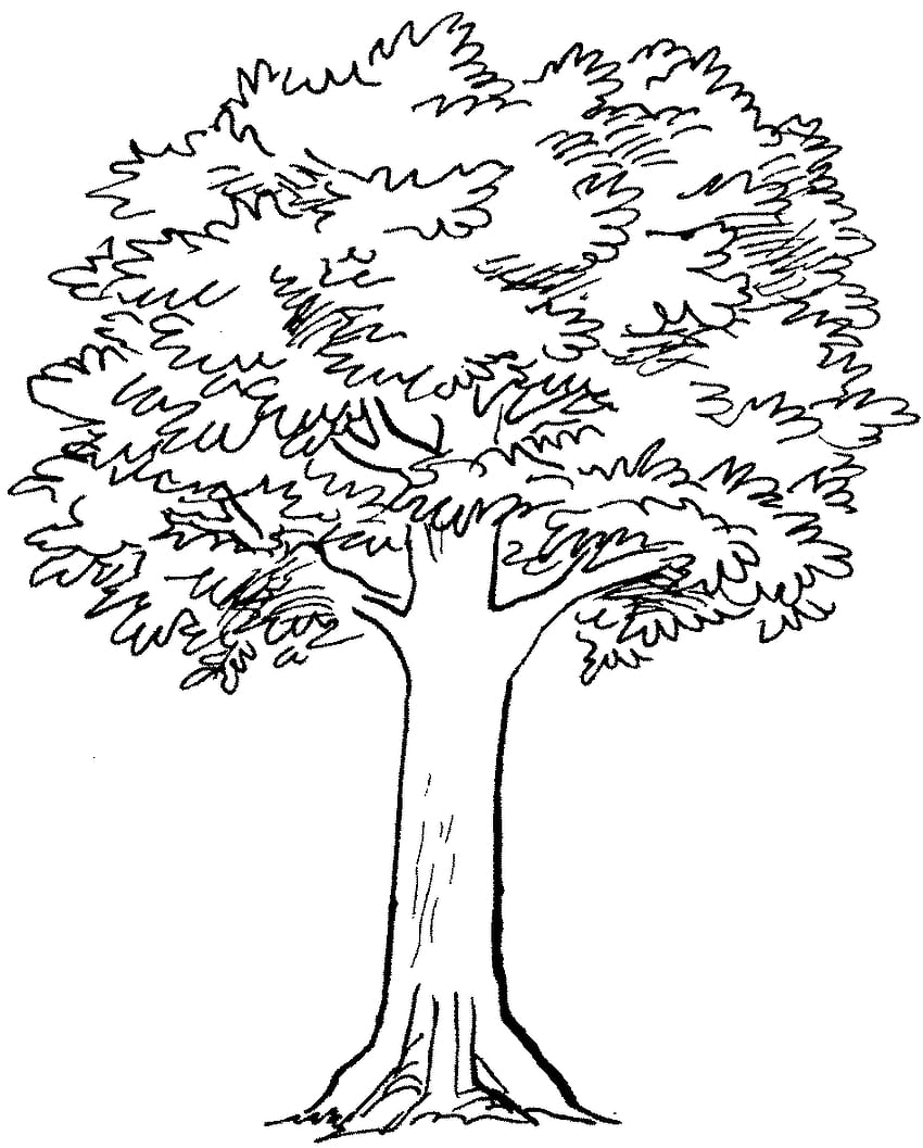 How To Draw A Simple Tree, Step by Step, Drawing Guide, by Dawn - DragoArt