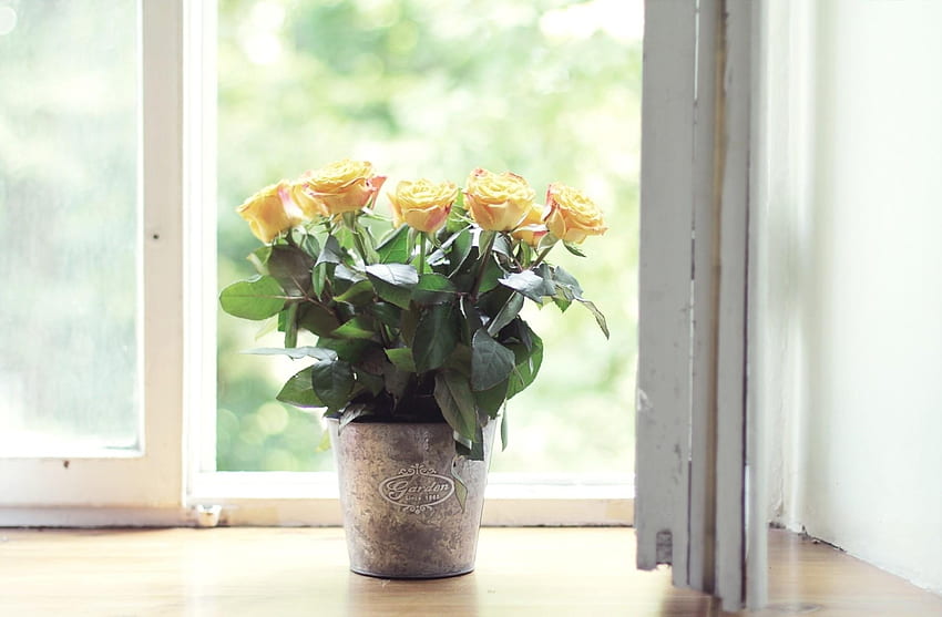 Çiçekler, Gül, Pencere, Pot HD duvar kağıdı