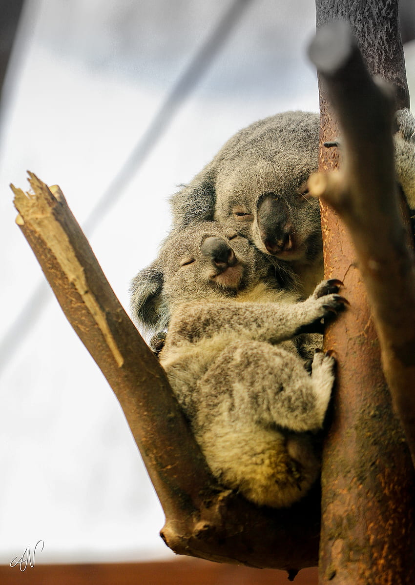 Animals, Koalas, Wood, Tree, Wildlife, Dream, Sleep HD phone wallpaper