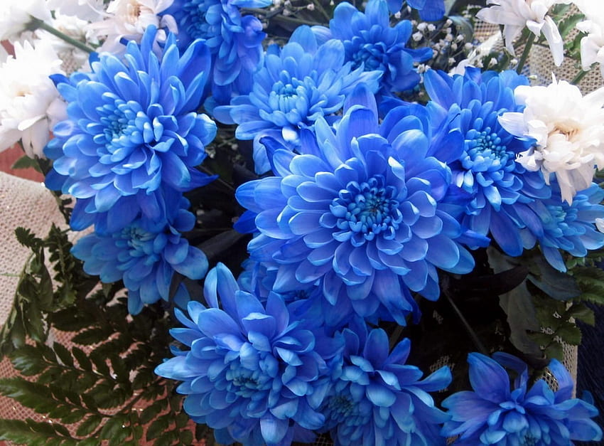 ช่อเบญจมาศสีน้ำเงิน - ช่อฟ้า ดอกไม้ ดอกไม้สวย ดอกรักฟ้า วอลล์เปเปอร์ HD