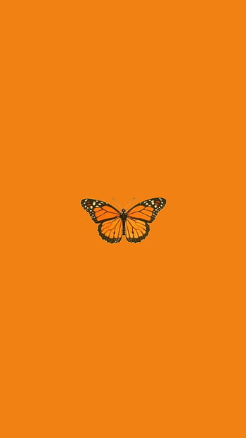 Schmetterling HD wallpapers | Pxfuel