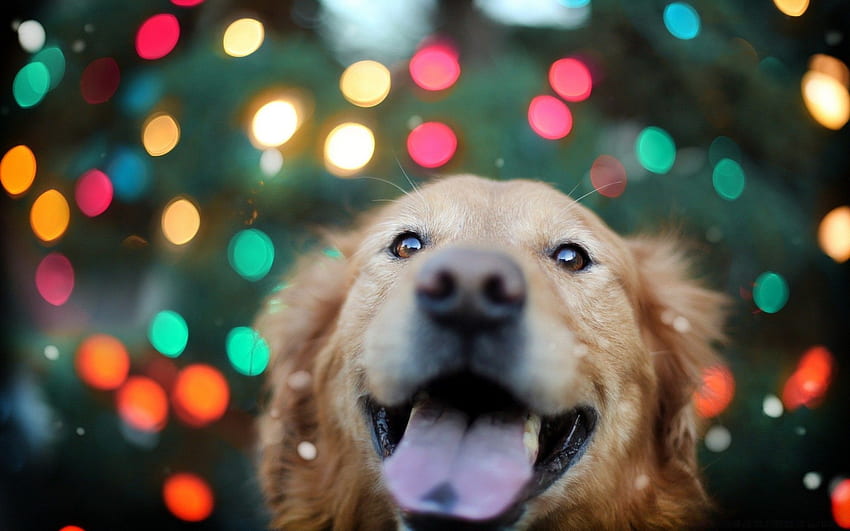 행복한 개, 웃는 동물 HD 월페이퍼