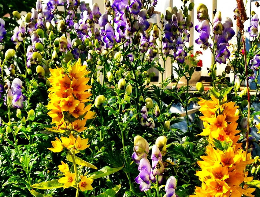 Jardim da minha avó, amarelo, flor, cor, jardim papel de parede HD