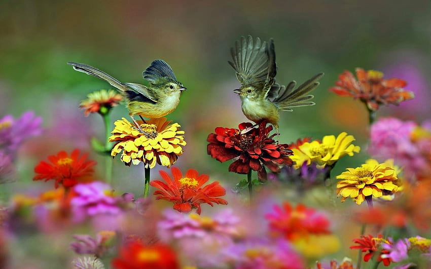 Kuşlar ve çiçekler, yaz, renkli, kuş, sarı, çiçek, çift, pasare, turuncu HD duvar kağıdı