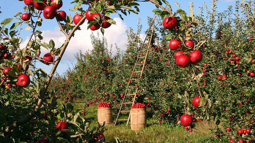 Apple Trees Garden - Horticulture And Fruit Farming - HD wallpaper