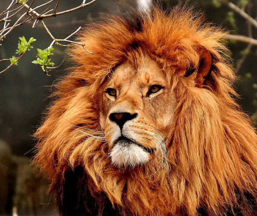 Fur, muzzle, predator, lion HD wallpaper