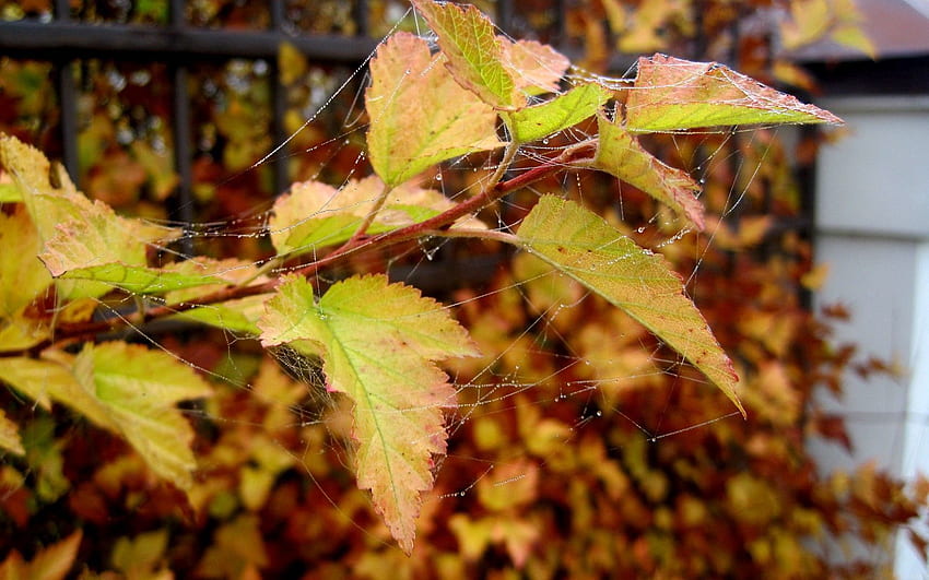 Herbst, Blätter, Netz, Tropfen, Makro HD-Hintergrundbild