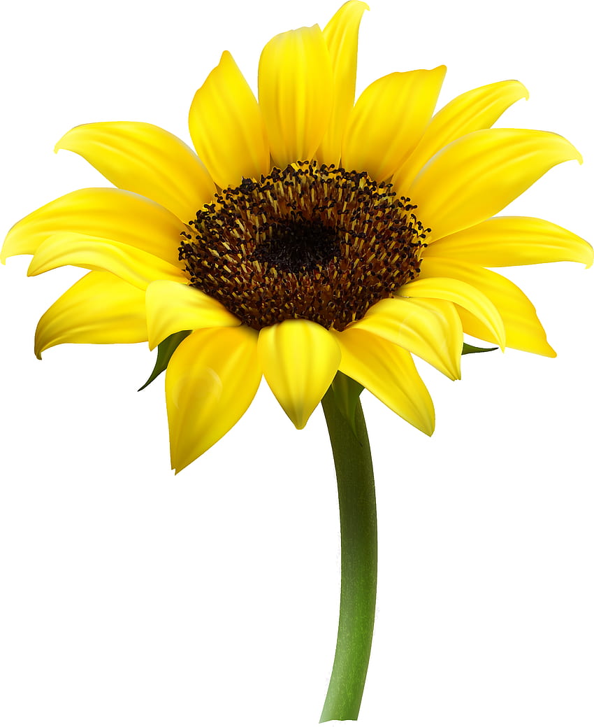 Sunflower PNG, Realistic Sunflower HD phone wallpaper