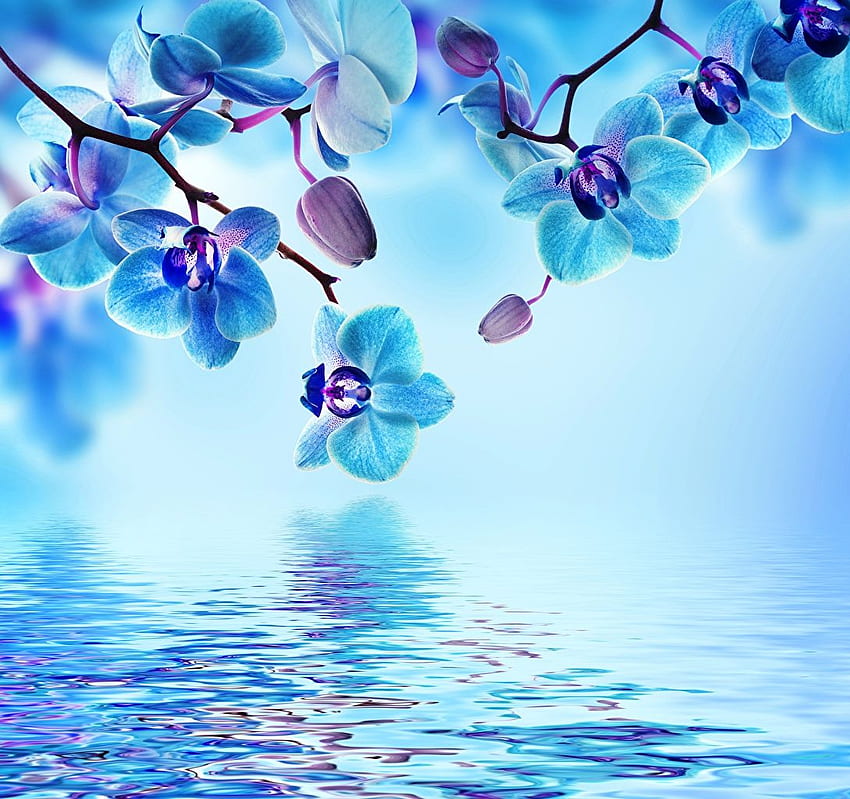 Orchid Light Blue Flowers Water Closeup, Orchids in Water HD wallpaper