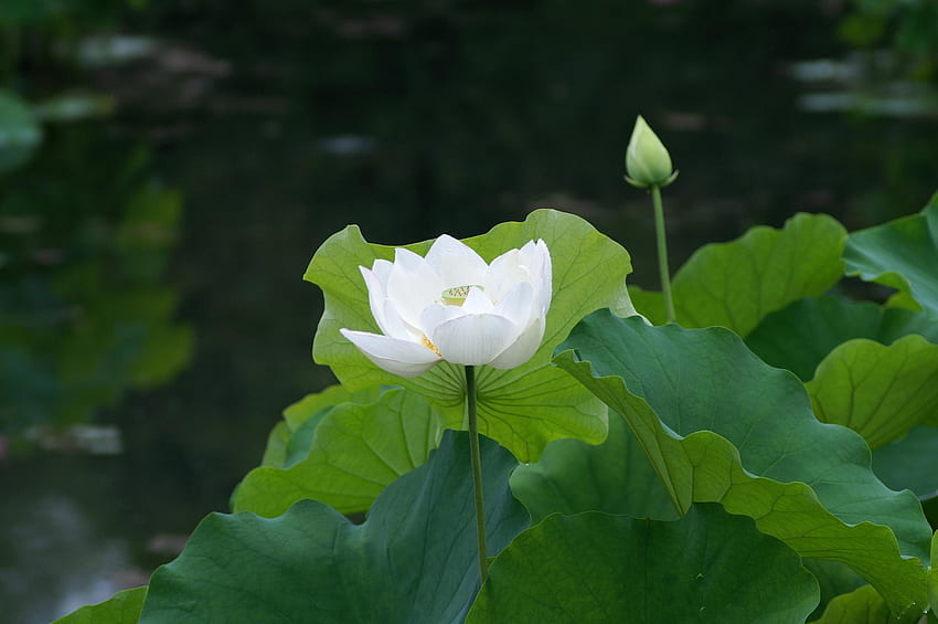 Hoa sen trắng nguyên sơ và đẹp mộng mơ, là biểu tượng cho sự cao quý và thành đạt. Hãy ngắm nhìn hình ảnh hoa sen trắng tinh khiết này, để cảm nhận đến sự thanh tịnh và bình an trong cuộc sống.