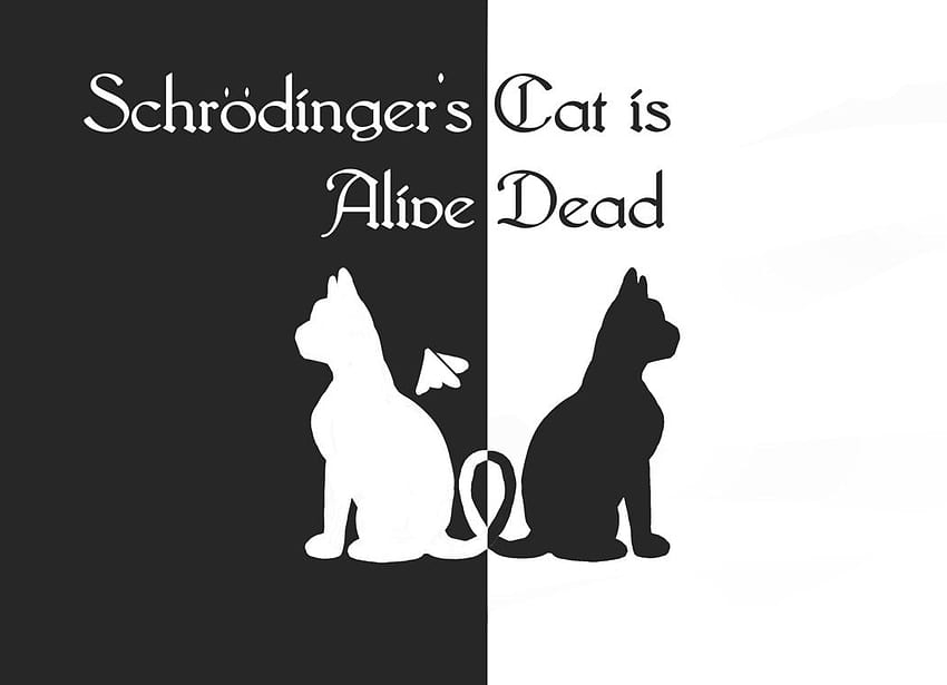 Schrodinger's cat (.gif), Schrödinger's Cat HD wallpaper