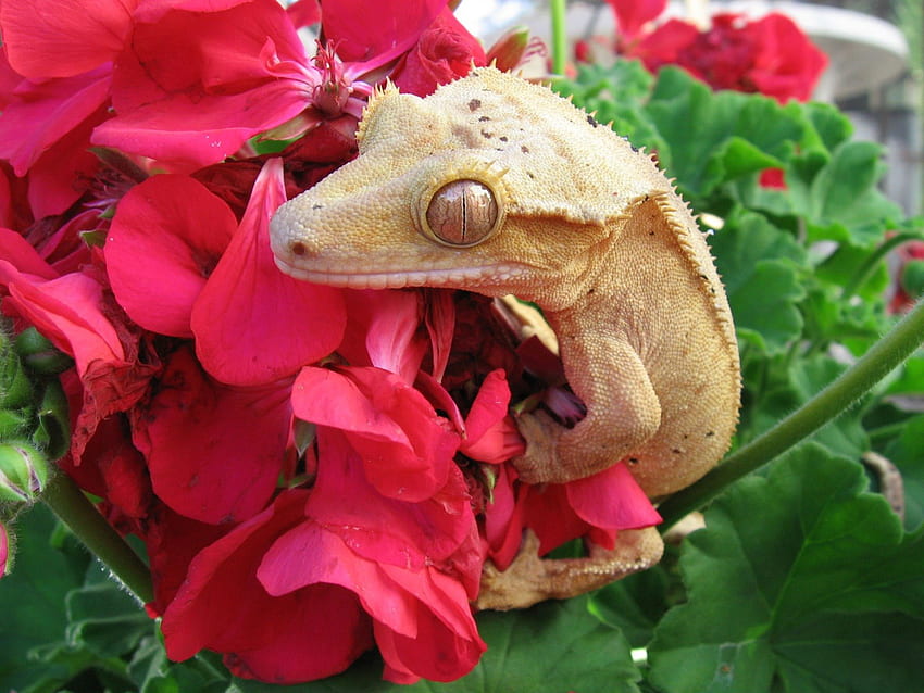 Hängen, Festhalten an Blumen, Garten, Reptilien, Eidechsen HD-Hintergrundbild