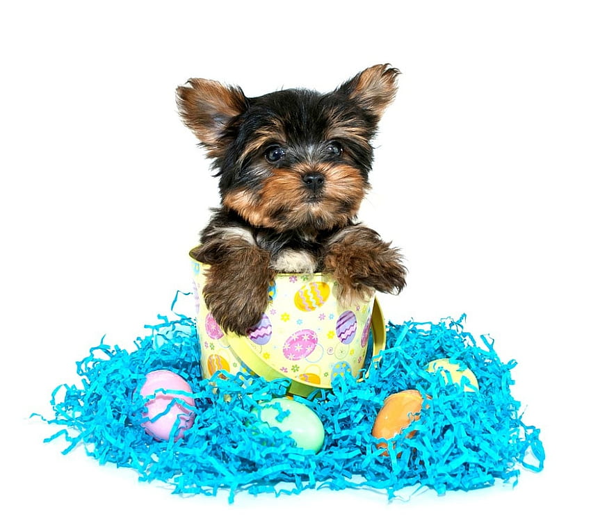 Happy Easter!, blue, egg, white, cute, puppy, yorkshire terrier, funny, card, easter HD wallpaper